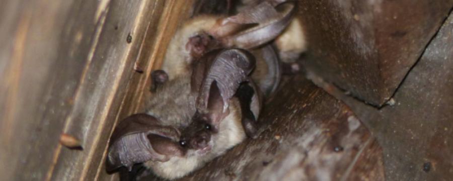 Grijze en gewone grootoorvleermuizen in een kerktoren