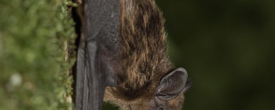 Laatvlieger (© Wesley Overman)