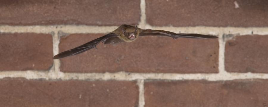 Gewone dwergvleermuis