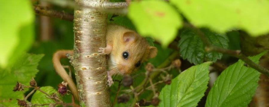 Hazelmuis (bron: Ruud Foppen)
