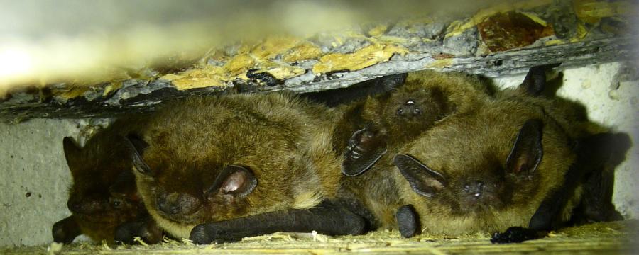 Ruige dwergvleermuizen in een vleermuiskast type 1FF
