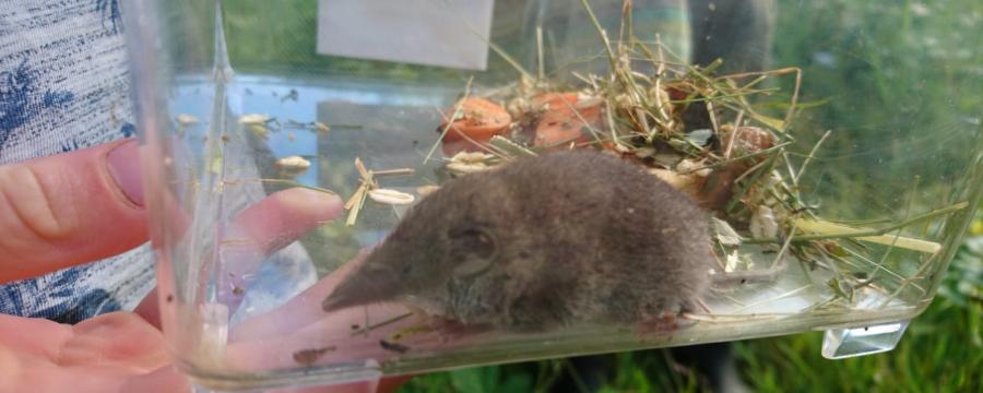 Spitsmuis (Bron: Dieuwertje Boonstra)