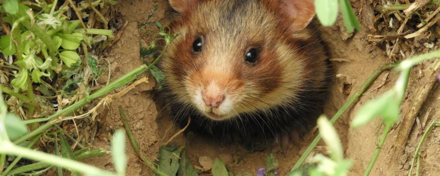 Hamster