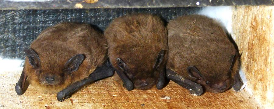 Ruige dwergvleermuizen in vleermuiskast