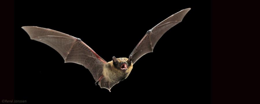 Gewone dwergvleermuis