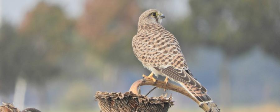 De torenvalk eet met name de veldmuizen die leven op de hamster akkers (Bron: Gerard Müskens)