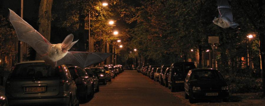 Urban Bats Meeting 2020