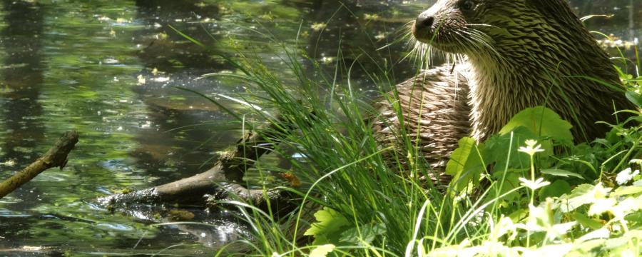 EENMALIG GEBRUIK Otter uit film van Hilco Jansma