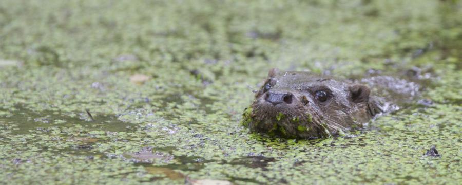 Otter (bron: Mark Zekhuis)