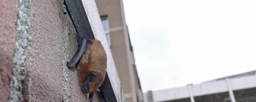 Gewone dwergvleermuis in de stad
