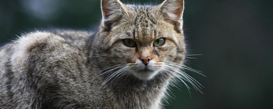 Wilde kat