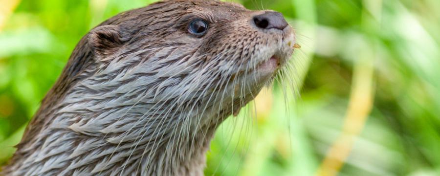 Otter