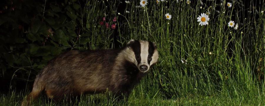 Das in de tuin (foto Roger L. Jones)