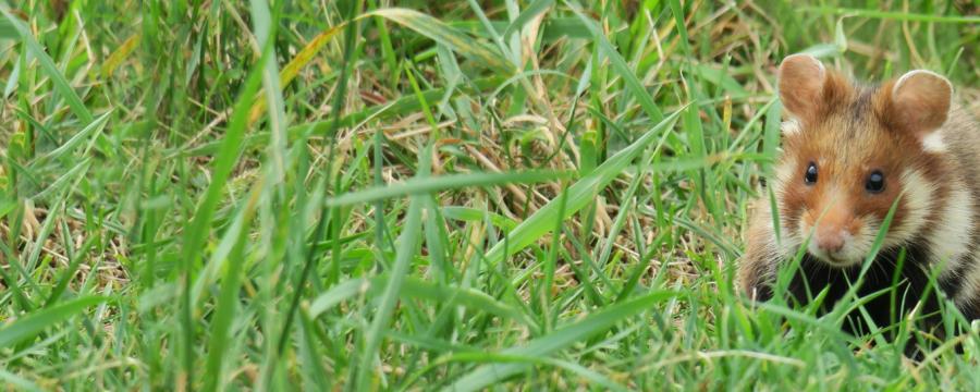 Europese Hamster Julia Wittmann CC BY 4.0