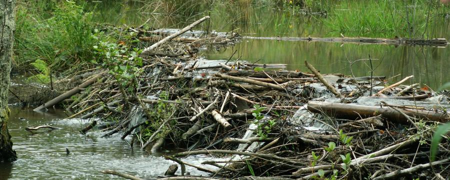 Beverdam (Bron: Stefan Vreugdenhil)
