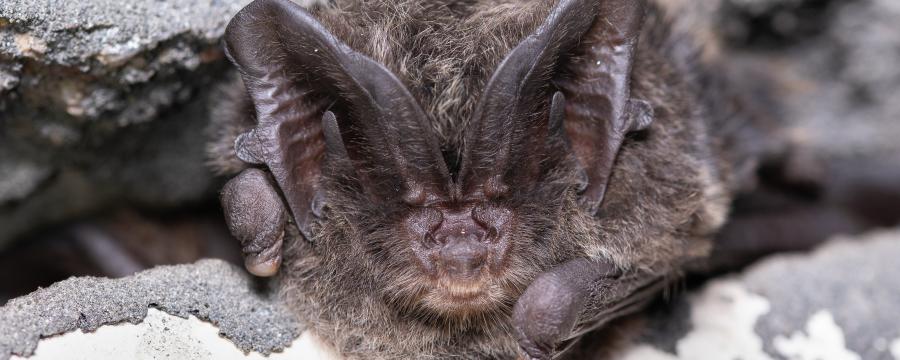 Mopsvleermuis (bron: Joris Verhees)