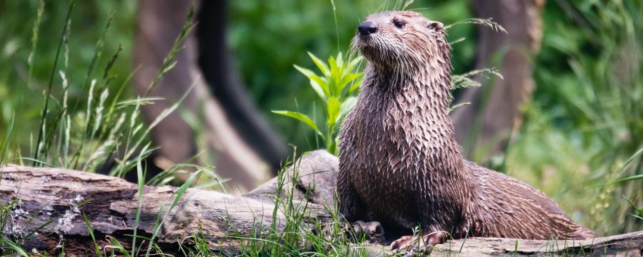 Otter