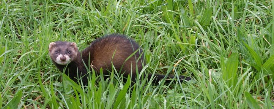 Bunzing (© Merijn van den Hoogenhoff)