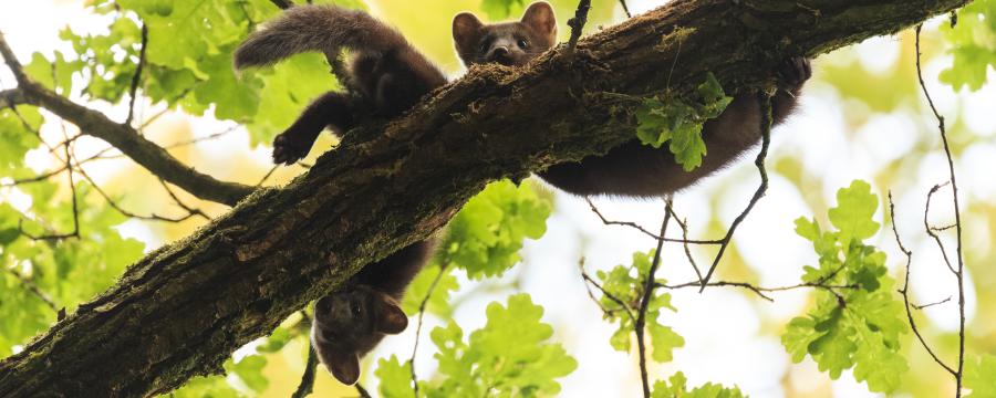 Twee jonge boommarters in een eik (bron: Jelmer Reyntjes)