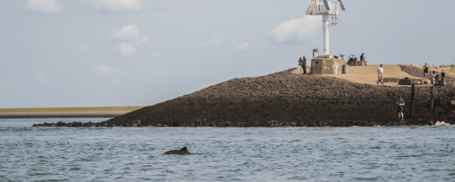 Bruinvisspotters bij het Havenhoofd van Zierikzee (bron: Rick den Biggelaar)