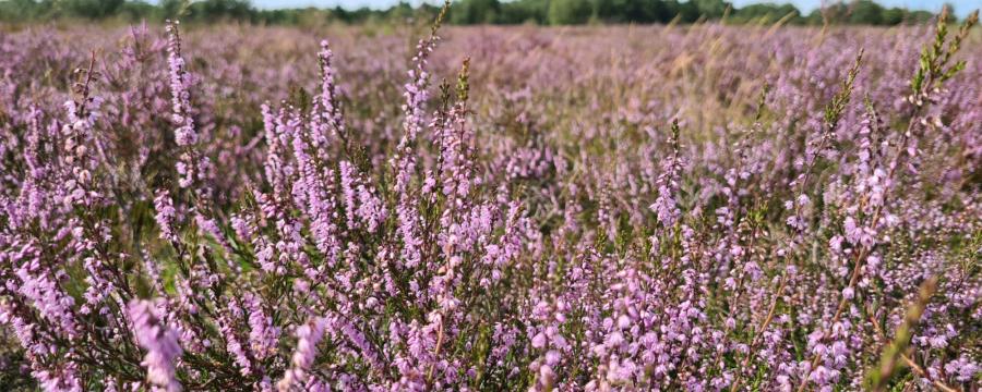 Heidelandschap