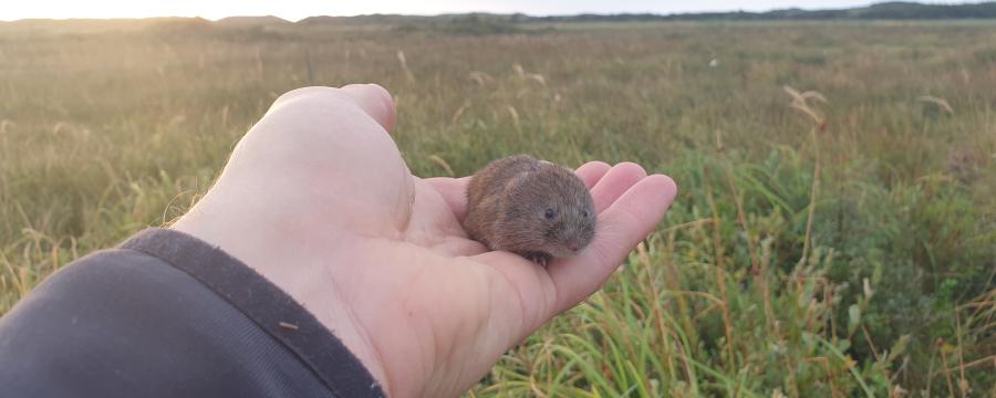 Noordse woelmuis gevangen tijdens onderzoek (bron: Sil Westra)
