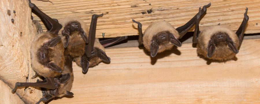 Laatvliegers (bron: Johann Prescher)