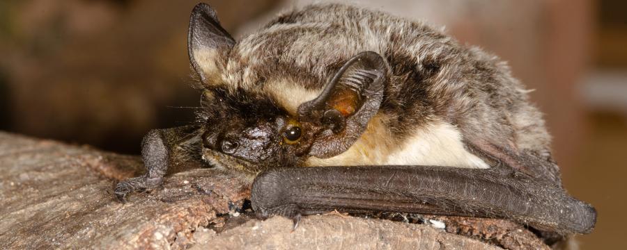 Tweekleurige vleermuis. (Bron: Erik Broer)