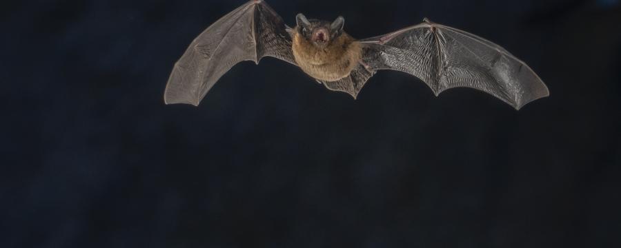 Gewone dwergvleermuis (bron: Johann Prescher)