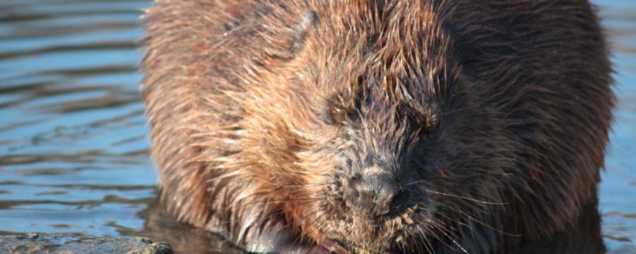 Bever (© Maaike Plomp)