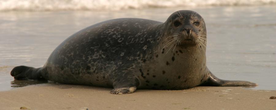 Gewone zeehond (© Aaldrik Pot)