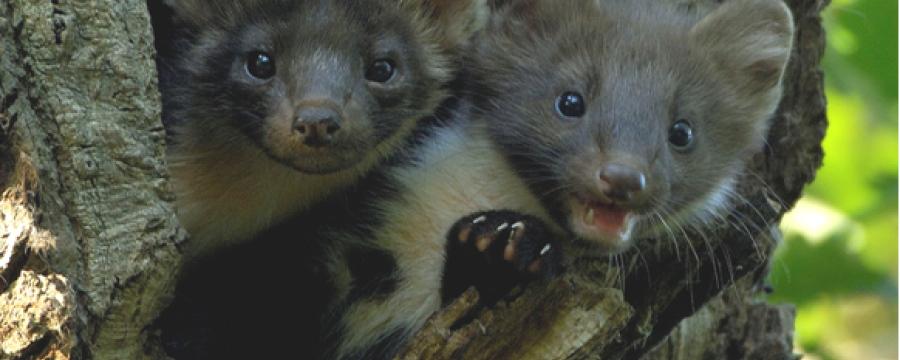 boommarter jongen (© Bram Achterberg)