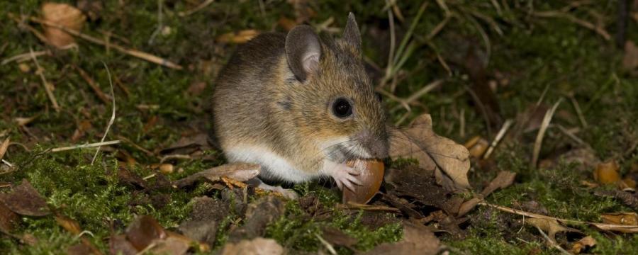 Bosmuis (© Wesley Overman)