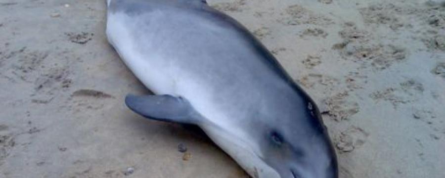 Bruinvis (© Leo ten Duijn)