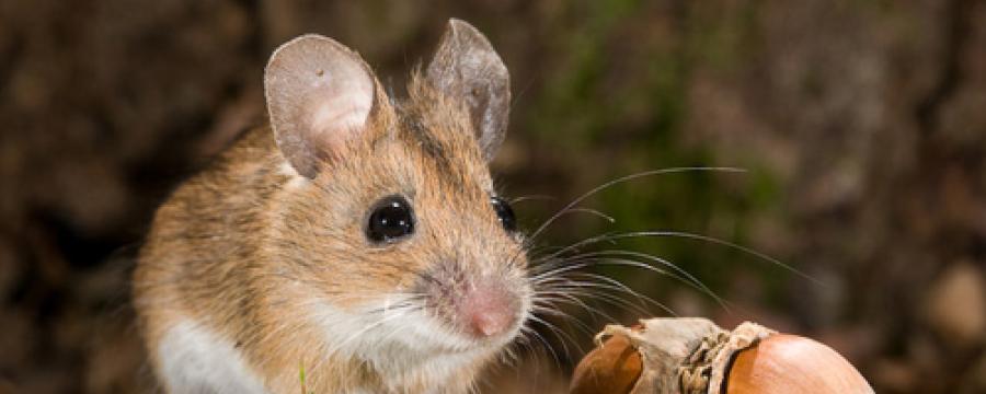 Grote bosmuis (© Paul van Hoof)