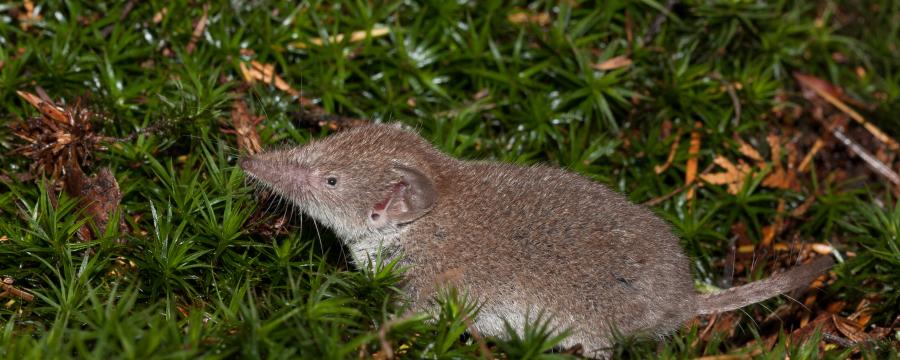 Huisspitsmuis (bron: Wesley Overman)