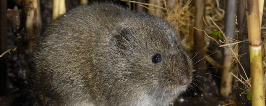 Noordse woelmuis (© Paul van Hoof)