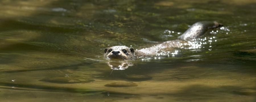 Otter (© Hugh Jansman)