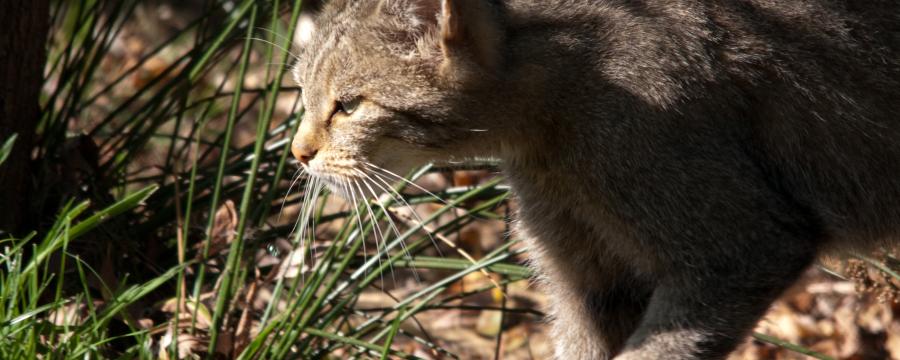 Wilde kat (© Richard Witte)