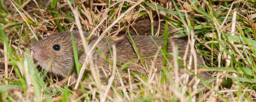 Veldmuis (© Wesley Overman)