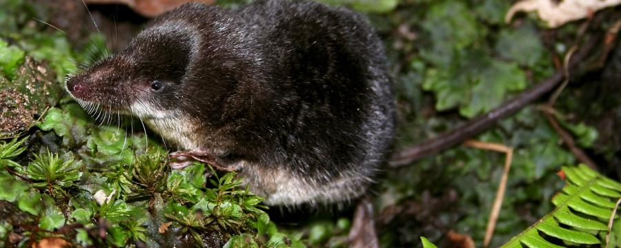 Waterspitsmuis (© Wesley Overman)