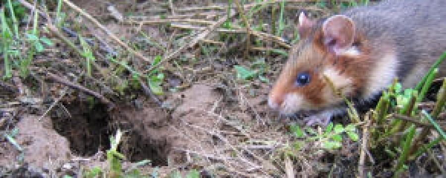 Hamster (© Maurice La Haye)