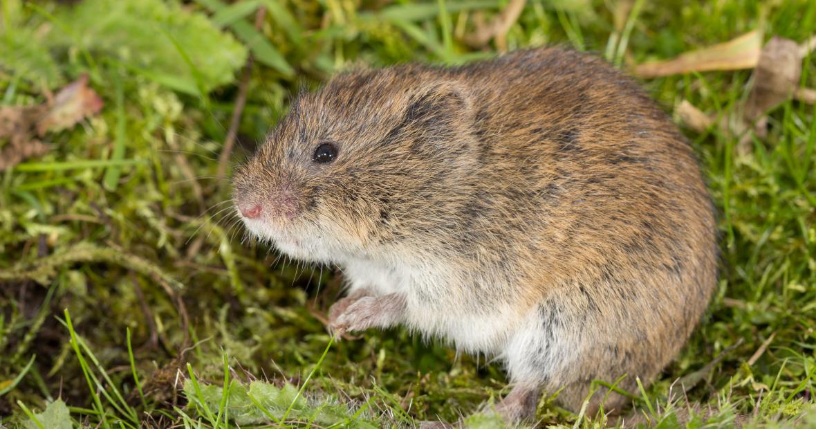 Noordse woelmuis (bron: Wesley Overman)