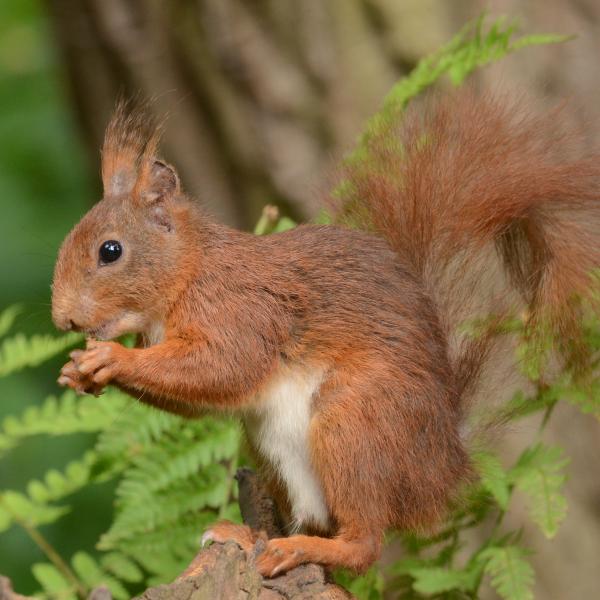 Rode eekhoorn (© Aaldrik Pot)