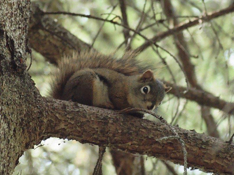 Amerikaanse rode eekhoorn (© Cees Veenema)