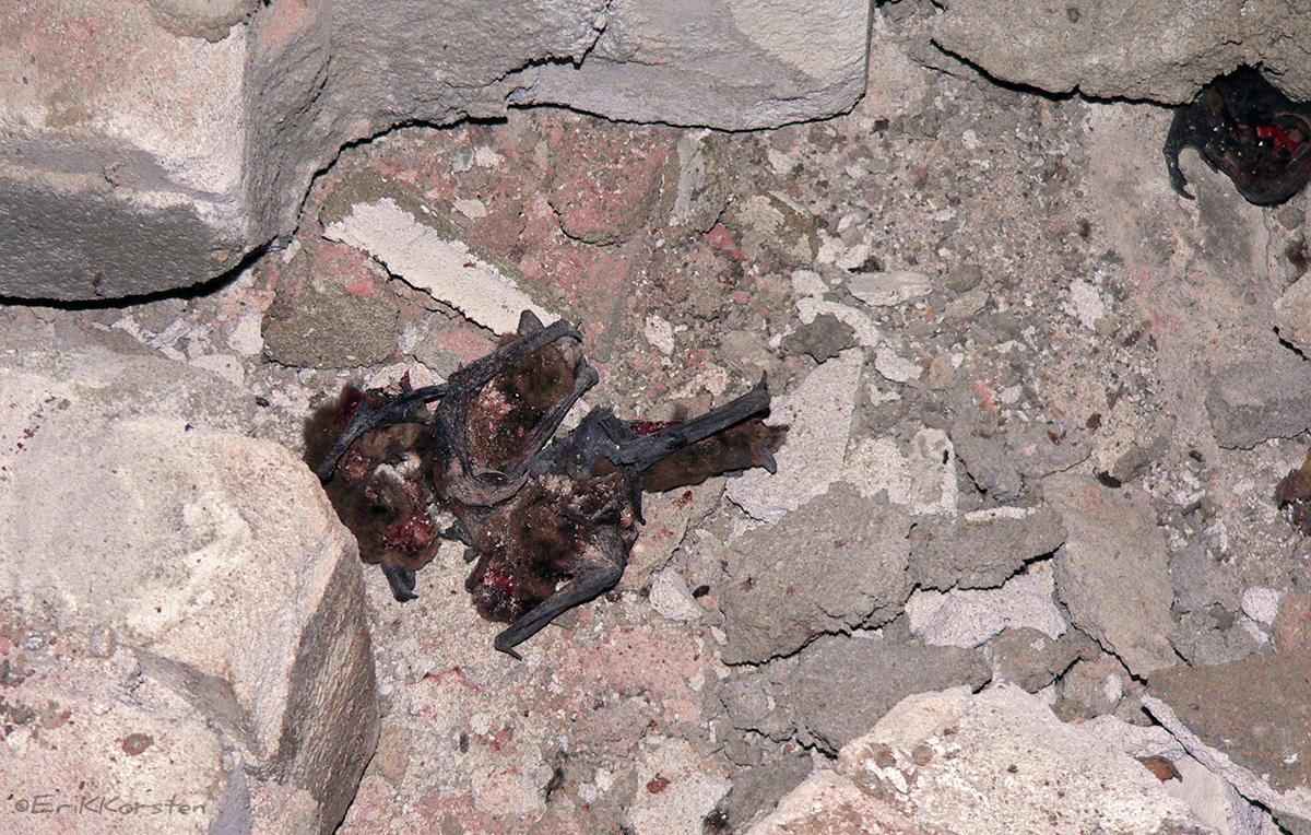 Dode vleermuizen in het slooppuin