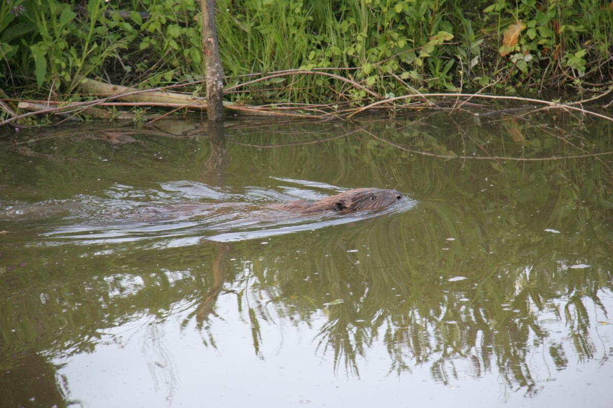 Bever | De Zoogdiervereniging