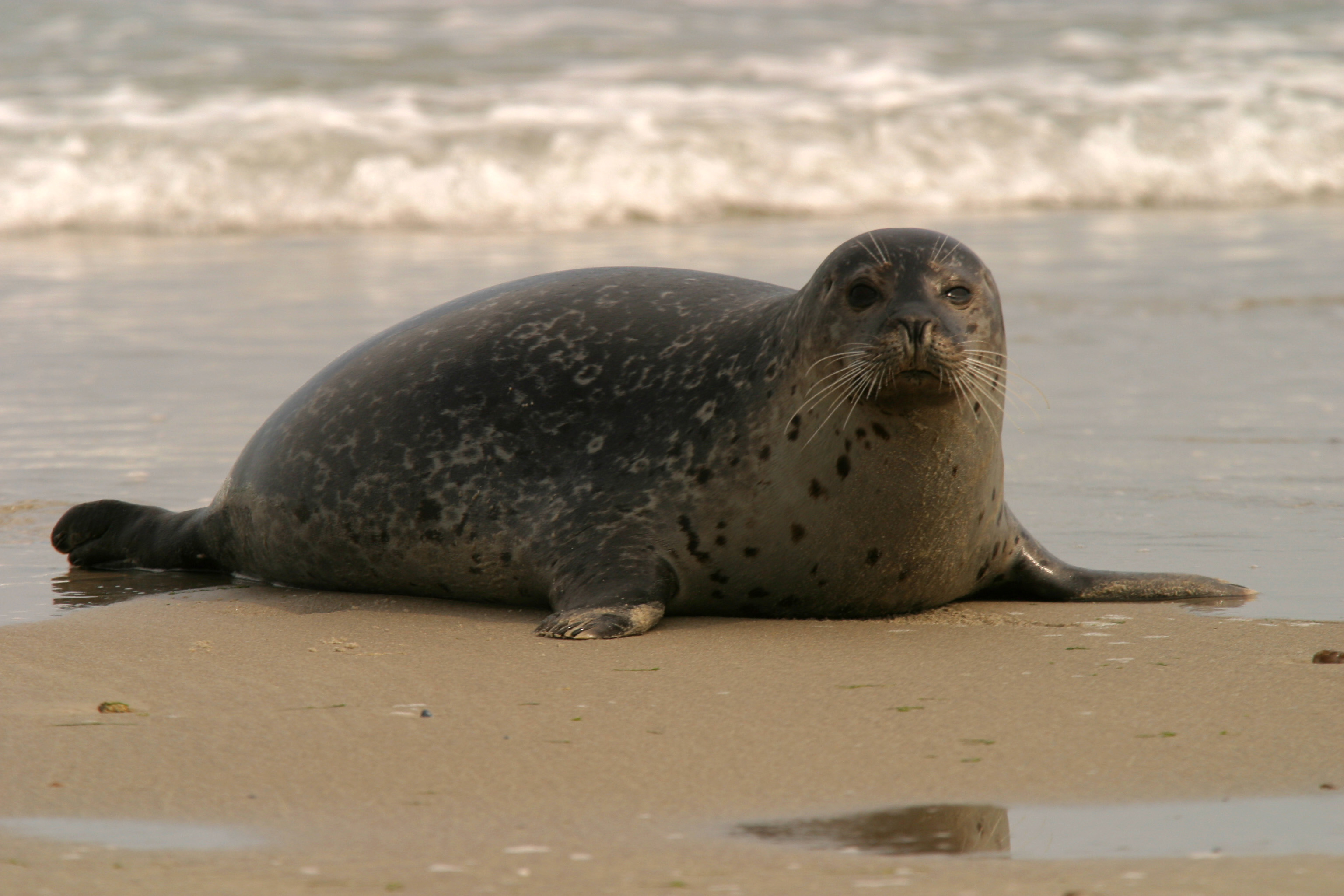 Gewone zeehond | De Zoogdiervereniging